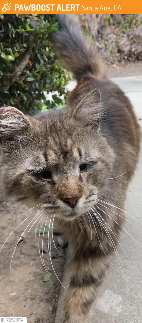 Found/Stray Male Cat last seen Tustin & 17th St, Santa Ana, CA 92705