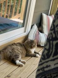 Found/Stray Female Cat last seen Legacy Lakes, Aberdeen, NC 28315