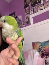 Lost Unknown Bird last seen Mulberry street block 100, Reading, PA 19604