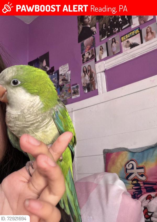 Lost Unknown Bird last seen Mulberry street block 100, Reading, PA 19604
