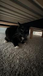 Reunited Unknown Cat last seen Sycamore St and Christensen St, Hinckley, IL 60520