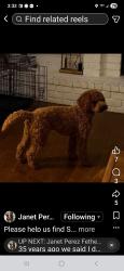 Reunited Male Dog last seen Antlers neighborhood, Nocatee, FL 32082