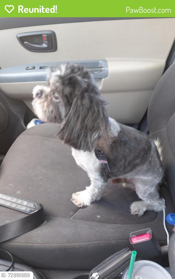 Reunited Male Dog last seen Birnamwood blvd & hirshfield rd, Spring, TX 77373