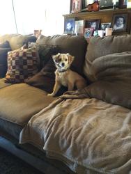 Reunited Female Dog last seen hayes, Fresno, CA 93722