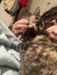 Reunited Female Cat last seen Hightower and Meadowbrook Drive (kinda near the library&goodwill&starnes), Watauga, TX 76148