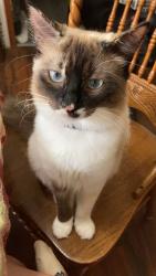 Lost Female Cat last seen third st, Elko, GA 31025
