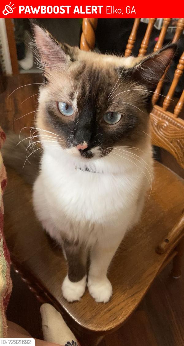 Lost Female Cat last seen third st, Elko, GA 31025
