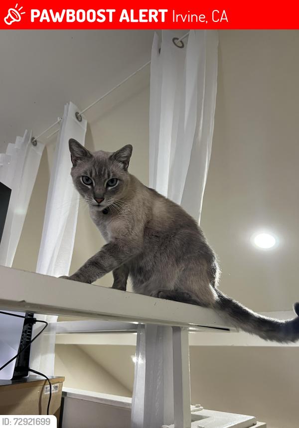 Lost Male Cat last seen Orange Tree Condominiums, Irvine, CA 92618