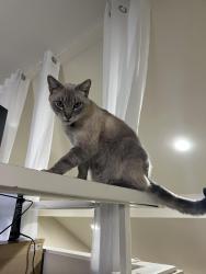 Lost Male Cat last seen Orange Tree Condominiums, Irvine, CA 92618