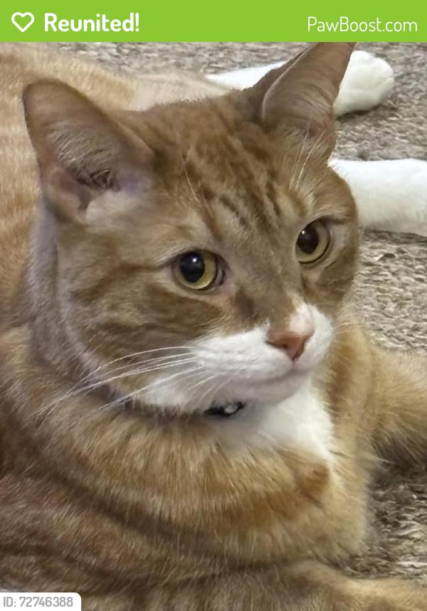 Reunited Male Cat last seen Cb2 9jl, Trumpington, England CB2 9JL