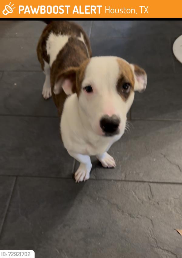 Found/Stray Male Dog last seen Beechnut and Hwy 59, Houston, TX 77036