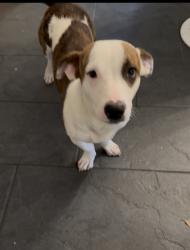 Found/Stray Male Dog last seen Beechnut and Hwy 59, Houston, TX 77036