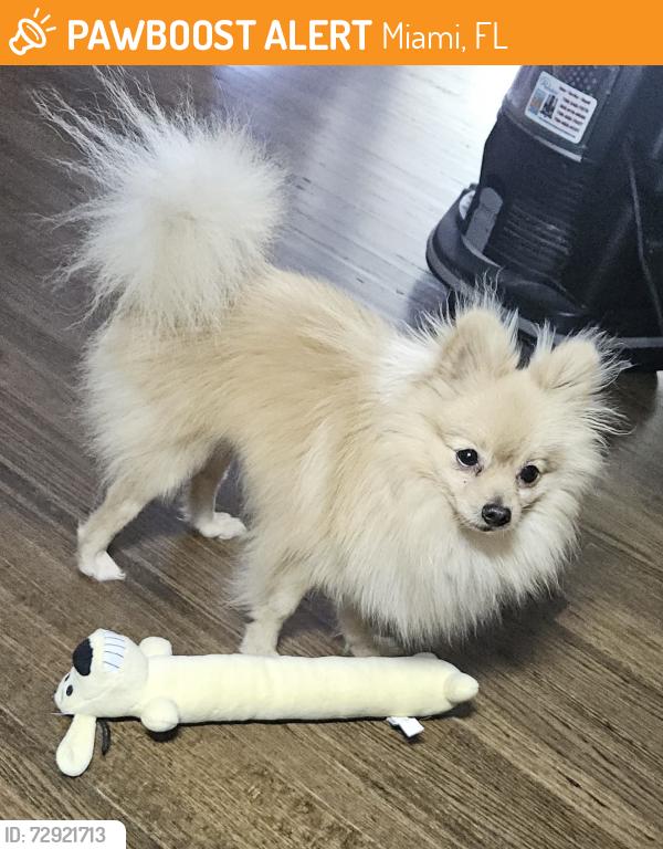 Found/Stray Male Dog last seen Around 79 st more or less, Miami, FL 33137
