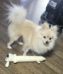 Found/Stray Male Dog last seen Around 79 st more or less, Miami, FL 33137