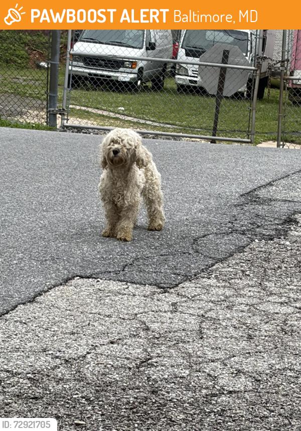 Found/Stray Unknown Dog last seen Reisterstown  rd, Baltimore, MD 21215