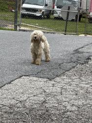 Found/Stray Unknown Dog last seen Reisterstown  rd, Baltimore, MD 21215