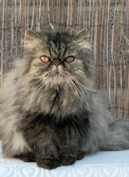 Reunited Male Cat last seen Rue de Boudreaux 89074, Henderson, NV 89074