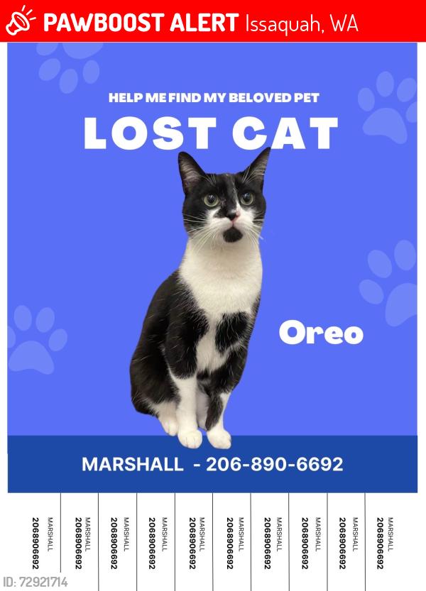 Lost Male Cat last seen Pinelake Area, Issaquah, WA 98075