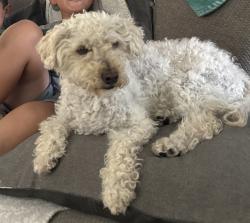 Reunited Female Dog last seen Perris and Canyon Vista road , Moreno Valley, CA 92553