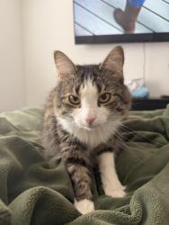 Reunited Female Cat last seen Near freehold avenue se , Palm Bay, FL 32909
