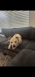 Reunited Male Dog last seen 51st & Baseline, Phoenix, AZ 85339