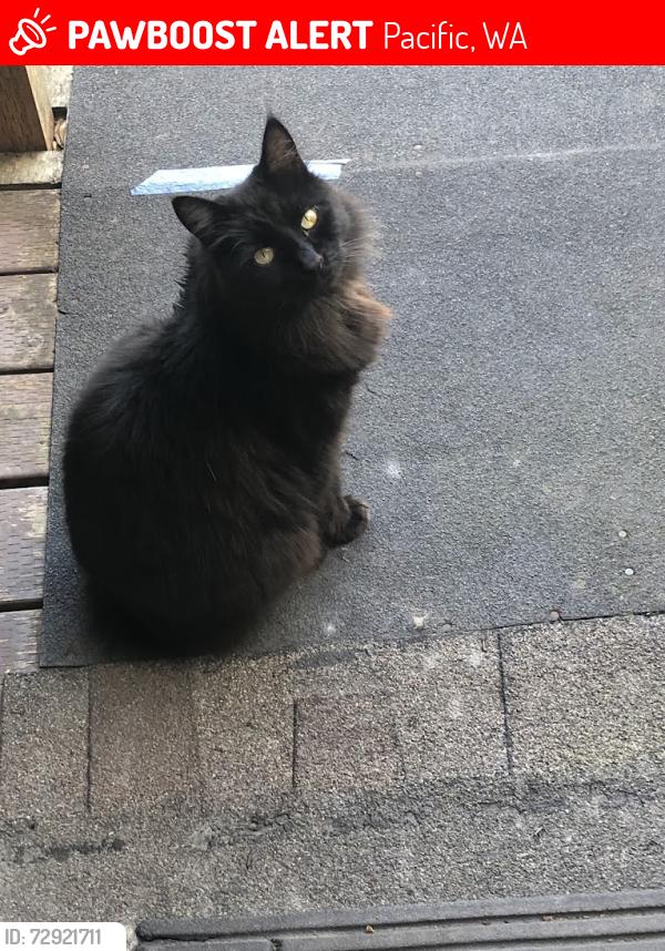 Lost Male Cat last seen 3rd ave sw & 4th ave sw  cross street olympia blvd & chicago blvd, Pacific, WA 98047