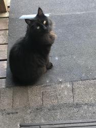 Lost Male Cat last seen 3rd ave sw & 4th ave sw  cross street olympia blvd & chicago blvd, Pacific, WA 98047