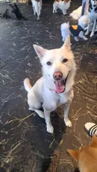Reunited Male Dog last seen Macdonald street towards southwest marine, Vancouver, BC 