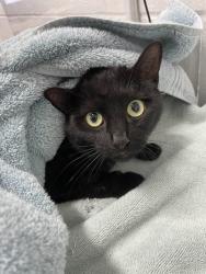 Shelter Stray Female Cat last seen Under her porch, 21215, MD, Baltimore, MD 21230