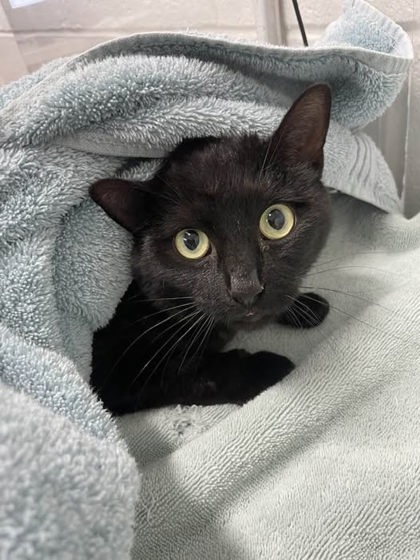 Shelter Stray Female Cat last seen Under her porch, 21215, MD, Baltimore, MD 21230