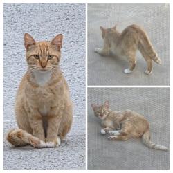 Found/Stray Male Cat last seen Eric Ln & S Cozby St, Benbrook, TX 76126