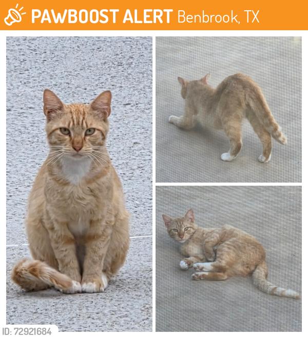 Found/Stray Male Cat last seen Eric Ln & S Cozby St, Benbrook, TX 76126