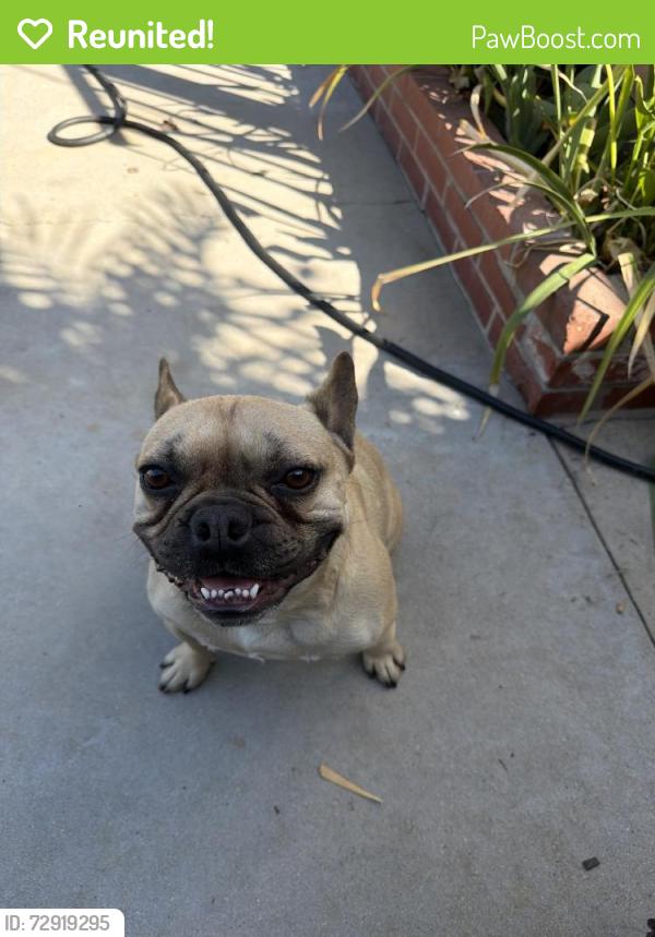 Reunited Male Dog last seen Near Mercedes Ave, Arleta, CA 91331, USA, Los Angeles, CA 91331
