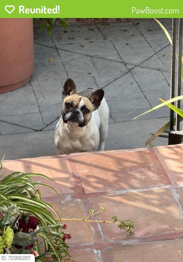 Reunited Female Dog last seen Near Mercedes Ave, Arleta, CA 91331, USA, Los Angeles, CA 91331