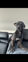 Reunited Male Dog last seen 51st & Baseline, Phoenix, AZ 85339