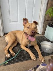 Found/Stray Female Dog last seen South haven, Knoxville, TN 37920