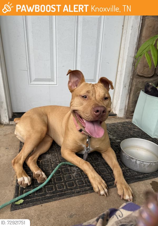 Found/Stray Female Dog last seen South haven, Knoxville, TN 37920