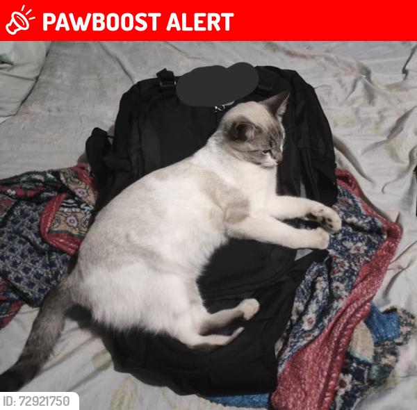 Lost Female Cat last seen Esquina com Julio de Castilho, Estrela do Oriente, MG 30580-120