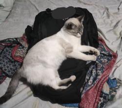 Lost Female Cat last seen Esquina com Julio de Castilho, Estrela do Oriente, MG 30580-120