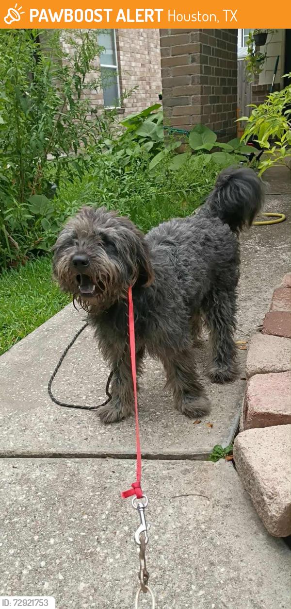 Found/Stray Male Dog last seen Near Kelly Brook Trl Houston TX 77038  , Houston, TX 77038