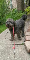 Found/Stray Male Dog last seen Near Kelly Brook Trl Houston TX 77038  , Houston, TX 77038