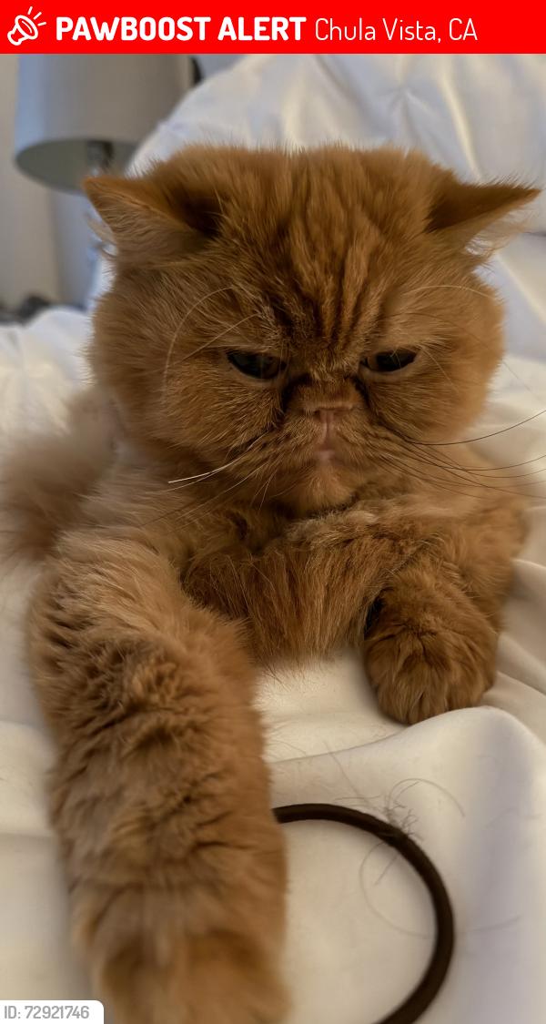 Lost Female Cat last seen Fleishbein st, Chula Vista, CA 91913