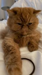 Lost Female Cat last seen Fleishbein st, Chula Vista, CA 91913