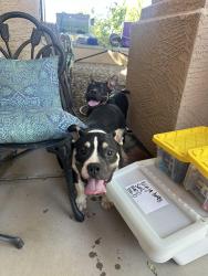 Found/Stray Male Dog last seen 190th Dr and Camelback, Litchfield Park, AZ 85340