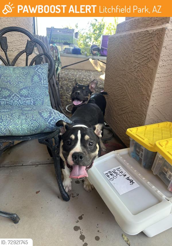 Found/Stray Male Dog last seen 190th Dr and Camelback, Litchfield Park, AZ 85340