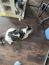 Lost Male Cat last seen Kenilworth at Burnside, San Antonio, TX 78209