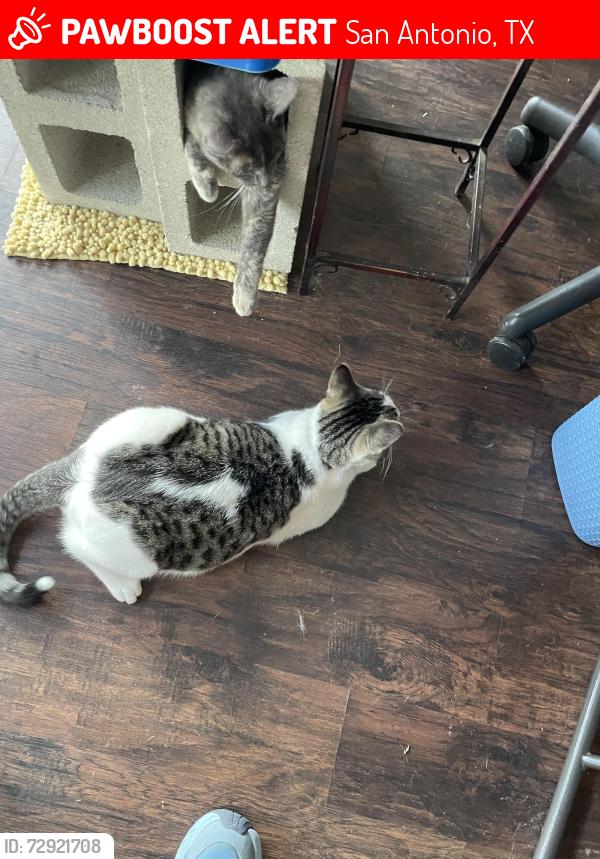 Lost Male Cat last seen Kenilworth at Burnside, San Antonio, TX 78209