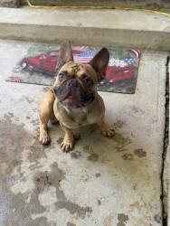 Reunited Male Dog last seen Seneca and 29th, Wichita, KS 67217