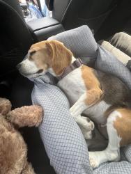 Reunited Female Dog last seen Meadow Arbor Ln, Brazoria County, TX 77583