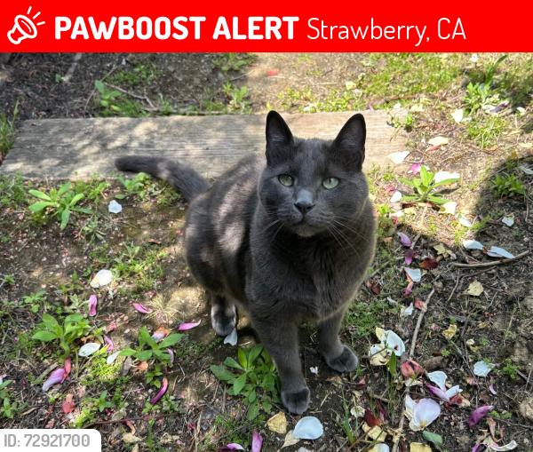 Lost Male Cat last seen TOPSIDE WAY and GREAT CIRCLE, MILL VALLEY, Strawberry, CA 94941